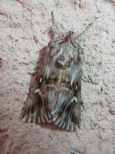 Calophasia lunula